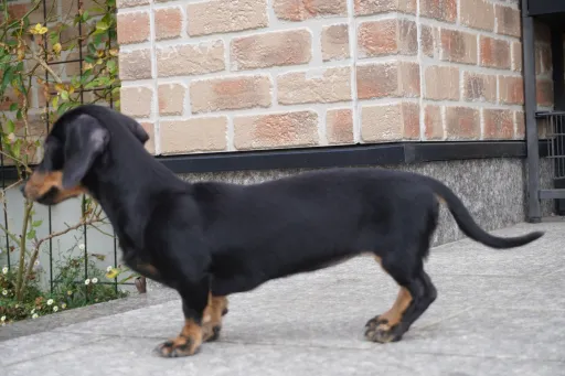 ダックスフンドの子犬販売