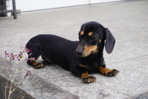 ダックスフンドの子犬販売