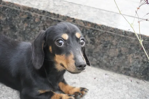 ダックスフンドの子犬販売