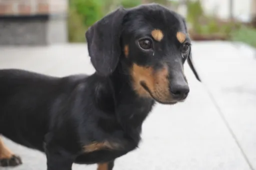 ダックスフンドの子犬販売