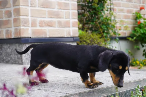 ダックスフンドの子犬販売
