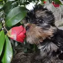 ヨークシャーテリア
Yorkshire Terrier
055-5