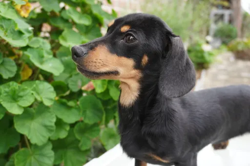 ダックスフンドの子犬販売