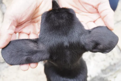 ダックスフンドの子犬販売