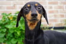 カニヘン・ダックスフンド / スムースコート