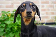 カニヘン・ダックスフンド / スムースコート