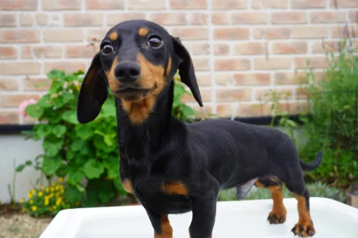 ダックスフンドの子犬販売
