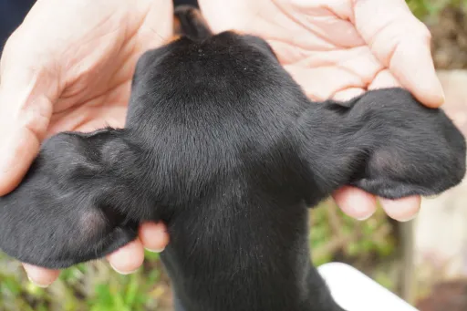 ダックスフンドの子犬販売