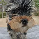 ヨークシャーテリア
Yorkshire Terrier
055-3