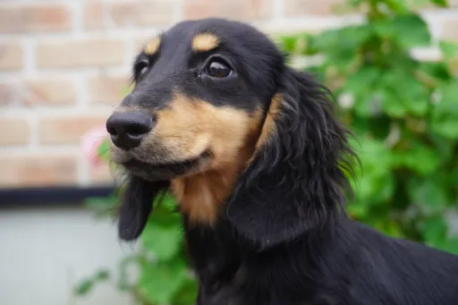 ダックスフンドの子犬販売