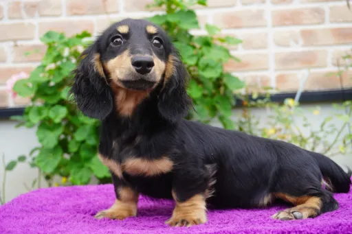 ダックスフンドの子犬販売