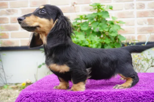 ダックスフンドの子犬販売
