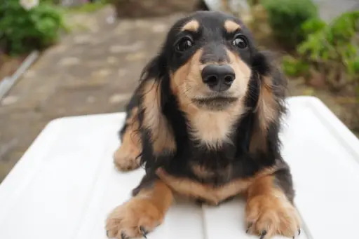 ダックスフンドの子犬販売