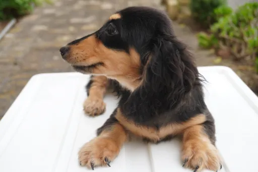 ダックスフンドの子犬販売