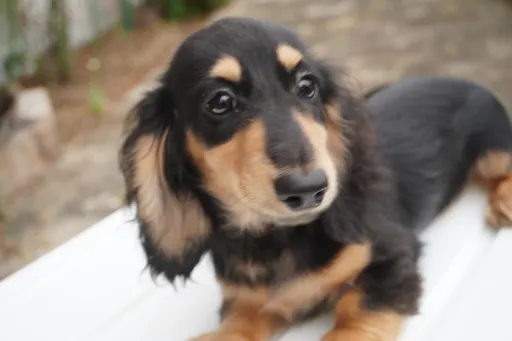 ダックスフンドの子犬販売