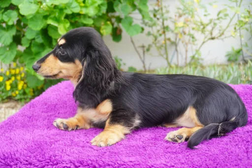 ダックスフンドの子犬販売