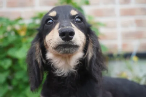 ダックスフンドの子犬販売