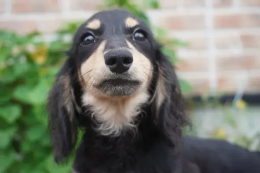 ダックスフンドの子犬販売