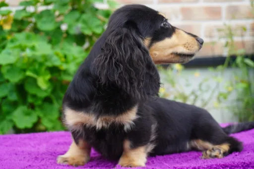 ダックスフンドの子犬販売