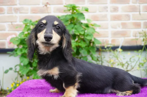 ダックスフンドの子犬販売
