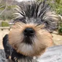 ヨークシャーテリア
Yorkshire Terrier
055-2
