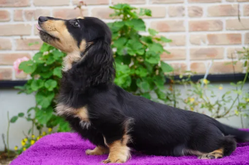 ダックスフンドの子犬販売