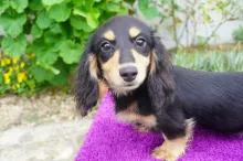 ミニチュア・ダックスフンド / ロングコート