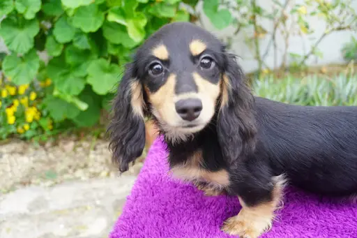 ダックスフンドの子犬販売