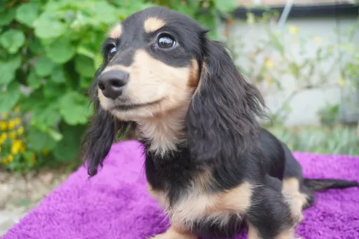 ダックスフンドの子犬販売