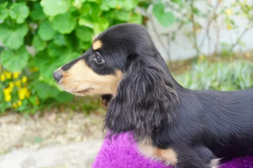 ダックスフンドの子犬販売