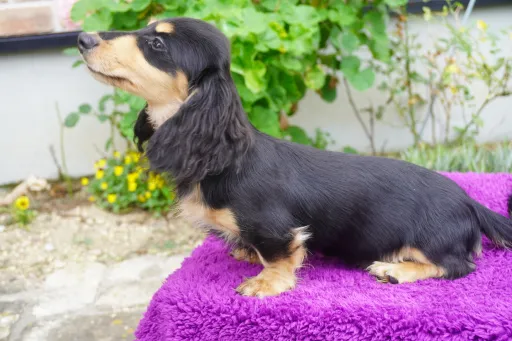 ダックスフンドの子犬販売