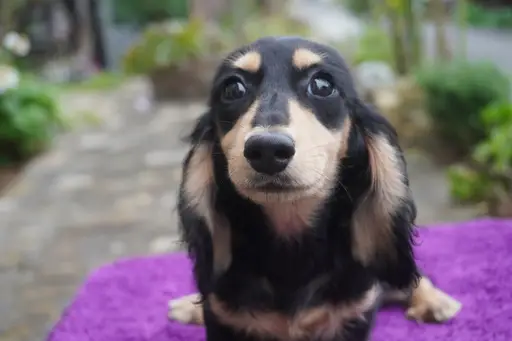 ダックスフンドの子犬販売