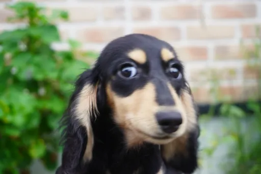 ダックスフンドの子犬販売