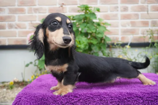 ダックスフンドの子犬販売
