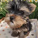 ヨークシャーテリア
Yorkshire Terrier
055-1