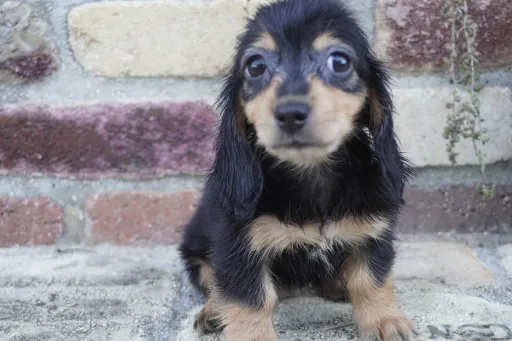 ダックスフンドの子犬販売