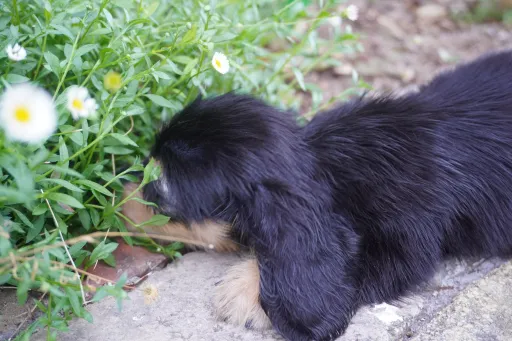 ダックスフンドの子犬販売