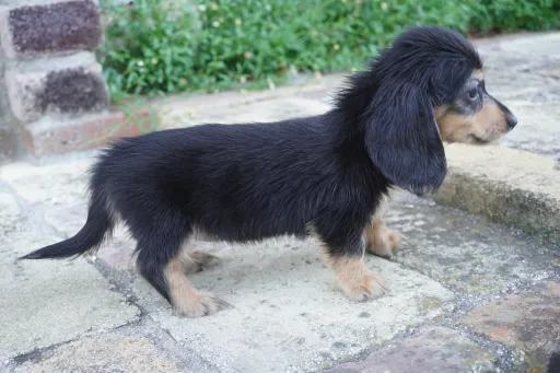 ダックスフンドの子犬販売