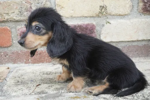 ダックスフンドの子犬販売