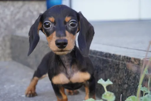 ダックスフンドの子犬販売