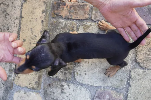 ダックスフンドの子犬販売