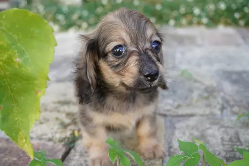 ダックスフンドの子犬販売
