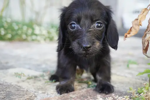 ダックスフンドの子犬販売