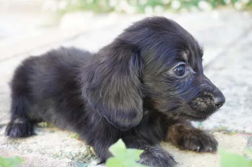 ダックスフンドの子犬販売