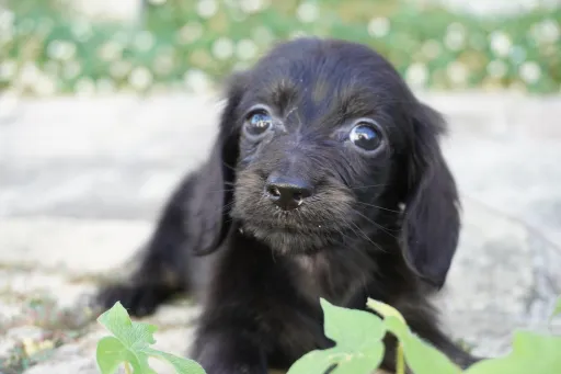 ダックスフンドの子犬販売