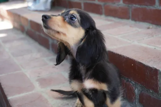 ダックスフンドの子犬販売