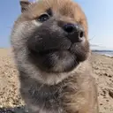 柴犬
Shiba-inu-1