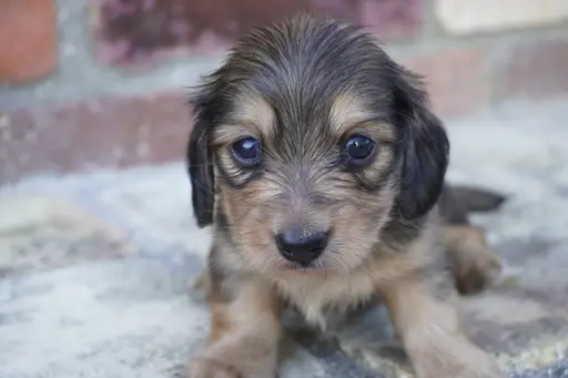 ダックスフンドの子犬販売