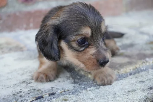 ダックスフンドの子犬販売