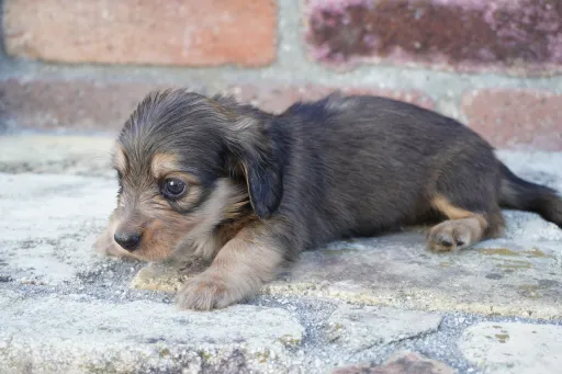 ダックスフンドの子犬販売